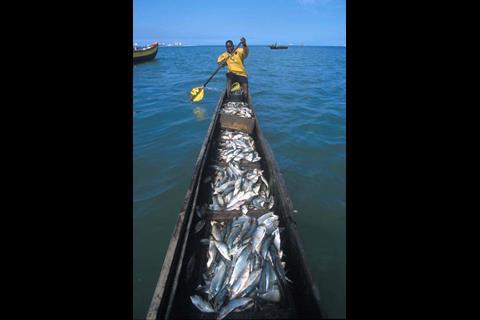 Returning from a sardine fishing expedition. Credit: FAO
